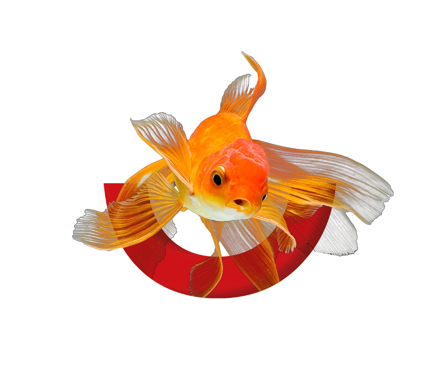 Kariera w P..W. HOBBY